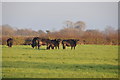 Sedgemoor : Grassy Field & Cattle in TA8 2DE