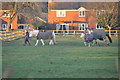 Brent Knoll : Grassy Field & Horses in TA9 4BE