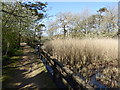 Path through reedbed and woodland, Abbotsbury Swannery in DT3 4JJ