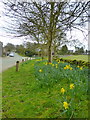 Daffodils on Church Street, Alstonefield in DE6 2HU