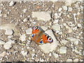 Butterfly on the lane in SY10 7NU