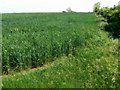 Wheat crop, near Hannington Wick, Swindon in GL7 4DX