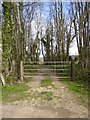 Track through wood near New Road Cross in EX14 9SH