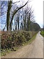 Woodland and road to Suttons Cross in EX14 9SH