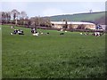 A field of cows beside the River Coly in EX13 6JP