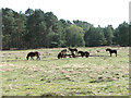 Exmoor Ponies on Knettishall Heath in Knettishall