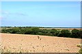 Looking over a ploughed field with Gerrans Bay on the horizon in TR2 5JJ