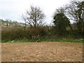 East Devon Way crossing a field boundary and ditch in EX24 6SQ