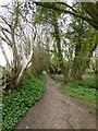 A woodland section of the East Devon Way in EX24 6DT