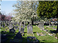 Spring blossom in Acton Cemetery in NW10 7AY