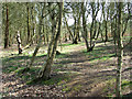 Silver birches in Knettishall Country Park in Knettishall