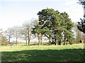 Conifers in Knettishall Country Park in Knettishall