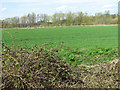 Fields south of the River Waveney, Knettishall in IP22 2TQ