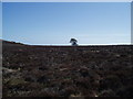 Heather moor on Lorns Hill in DD4 0PU