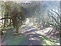 Path in woodland on Pontesford Hill looking towards Earls Hill in SY5 0UH