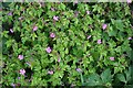 Herb Robert (Geranium robertianum) in DD8 1TW