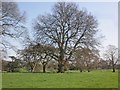 Mature oak tree, Tetton Park in TA2 8JB
