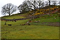 Sheep in field at Eskdale Green in CA19 1UA