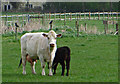 Cow and calf, Wootton, N Lincs in DN39 6SB