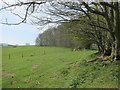 Sheep grazing along a woodland edge in the Clun valley in SY7 0JF