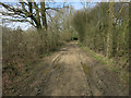 Track from Prior's Wood in CB11 3XR
