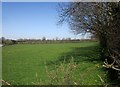Field by Dunterton Glebe in PL19 0QN