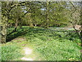 Bluebell glade in Wain Wood in SG4 7TX
