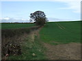 Crop field and hedgerow, Flake Hill in NE61 3LA