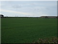Crop field south of Ulgham in Ulgham