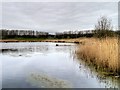 Brockholes Nature Reserve; Reedbeds, Meadow Lake in PR5 0AG