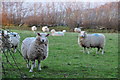 West Somerset : Grassy Field & Sheep in TA24 7AS
