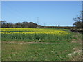 Oilseed rape crop and power lines in Acklington