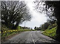 Daffodils line the A466 at Llancloudy in HR2 8QP