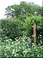 Public Footpath "through" Hedge, Shropshire in WV6 7HS