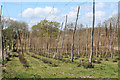 Hop fields at Reeds Farm in TN12 6SR