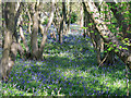 Bluebells, Harrow Wood, Downham in CM11 1LB