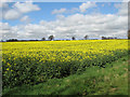 Flowering oilseed rape field in Barmer in Bagthorpe with Barmer