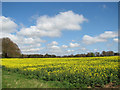 Flowering oilseed rape by Barmer Farm in Bagthorpe with Barmer
