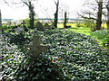 Ivy-covered headstones at All Saints, Barmer in Bagthorpe with Barmer