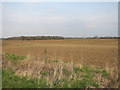 Farmland east of Madingley in CB23 8AA