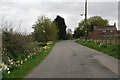 Springtime in the Fens: Daffodils and tulips in Mill Lane, Butterwick in PE22 0JD