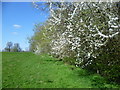 Blossom alongside a footpath in TN8 7DJ