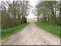 Looking south through Nutbane Copse in SP11 0HJ