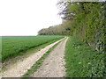 Footpath on southern edge of Penton Copse in SP11 0RH
