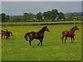 Horses at Highworth in SN6 7PP