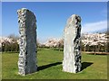 Memorial and flowering cherry trees in the Millennium Arboretum in Dorney