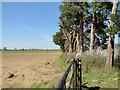 A strip of pines twixt road and field in IP12 2DU