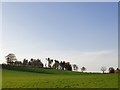 Trees on the skyline, Birget Hill, south of Albury in GU5 9AY