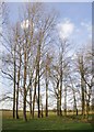 Poplars, Lower Pen Pond Plantation in TW10 5HR