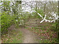 May in April in Horse Croft Copse in SP11 9HL